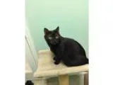 Adopt Zeus (Hudson Adoption Center) a Domestic Short Hair