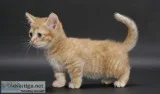Munchkin Kitten Looking for a lovely home