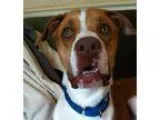 Unknown-Boxer Mix DOG FOR ADOPTION RGADN-31740 - Fred - Boxer  H