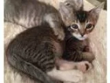 Adopt Tsunami a Brown Tabby Domestic Shorthair (short coat) cat 