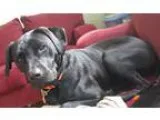 Unknown-Labrador Retriever Mix DOG FOR ADOPTION RGADN-168782 - J