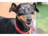 Unknown-Miniature Pinscher Mix DOG FOR ADOPTION RGADN-344262 - M