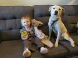 Jack Russell Terrier-American Pit Bull Terrier Mix DOG FOR ADOPT