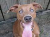 affordable Pet sitting services for you