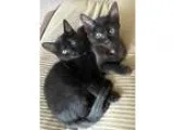 Adopt Fez and Red a Domestic Short Hair
