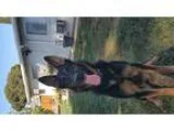 German Shepherd Dog DOG FOR ADOPTION RGADN-356220 - Reba - Germa