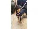 Muggin DOG FOR ADOPTION RGADN-356707 - Willy - Miniature Pinsche