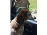 Doxle DOG FOR ADOPTION RGADN-239954 - Scrappy (51216) - Dachshun