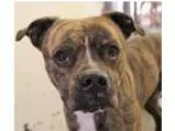 Adopt Cola a Brindle - with White Pit Bull Terrier  Mixed dog in