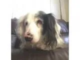 Dachshund DOG FOR ADOPTION RGADN-26159 - Oscar the great - Dachs