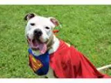 Unknown-American Pit Bull Terrier Mix DOG FOR ADOPTION RGADN-250
