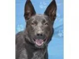 Adopt Olif CI-3854 LC a Australian Cattle Dog (Blue Heeler)