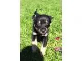 German Shepherd Dog DOG FOR ADOPTION RGADN-356872 - Bernard Wren
