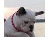 French Bulldog PUPPY FOR SALE ADN-18065 - French bulldog female