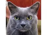 Adopt Swizzle a Gray Blue or Silver Tabby Domestic Mediumhair (m