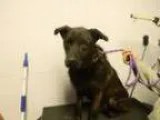 Adopt Herschel THIS DOG IS SPONSORED. NO ADOPTION FEE FOR PRIVAT
