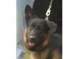 German Shepherd Dog DOG FOR ADOPTION RGADN-250793 - Radar-In Hol