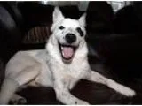 Adopt Jumping Jack Flash a White Border Collie  Sheltie