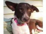 Unknown-Australian Shepherd Mix DOG FOR ADOPTION RGADN-326971 - 