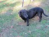 Dachshund DOG FOR ADOPTION RGADN-38508 - Starr - Dachshund (shor