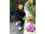 German Shepherd Dog DOG FOR ADOPTION RGADN-356887 - Tula Wren s 