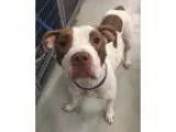 Unknown-American Pit Bull Terrier Mix DOG FOR ADOPTION RGADN-332