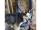 unknown-unknown DOG FOR ADOPTION RGADN-278717 - Cloud - Husky (m