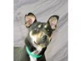Adopt Penny a Australian Kelpie  Mixed dog in Modesto CA (168887
