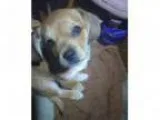 Adopt Playful Sweet PUNKIN - Emotional Support Therapy Dog ()