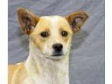 Adopt Prince a RedGoldenOrangeCh estnut Australian Cattle Dog  M
