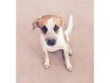 Adopt Dottie (potential therapy work) a Australian Shepherd