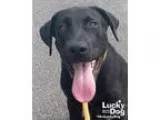 Unknown-Labrador Retriever Mix DOG FOR ADOPTION RGADN-351169 - J
