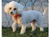 Poochon DOG FOR ADOPTION RGADN-356327 - Ghost - Poodle (Miniatur