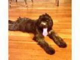 Unknown-Poodle (Standard) Mix DOG FOR ADOPTION RGADN-343537 - SI