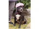 Adopt Trinity a Pit Bull Terrier  Mixed dog in Barrington RI (16