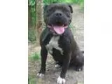 Adopt Fat Boy a Terrier