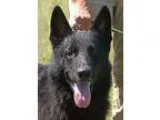 Adopt Bobo a Black German Shepherd Dog  Mixed dog in Preston CT 
