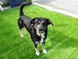 Unknown-German Shepherd Dog Mix DOG FOR ADOPTION RGADN-333184 - 
