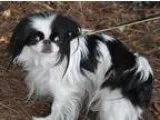 Adopt Marilyn a Japanese Chin