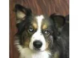 Border-Aussie DOG FOR ADOPTION RGADN-339396 - Rango - Australian