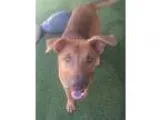 Hottie&rsquos Red Tri Female 1