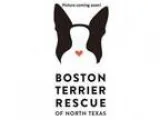 Adopt Hudson - Medical Hold a Boston Terrier