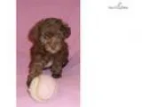 Cappucino Female Yorkiepoo puppy for Sale in Ohio