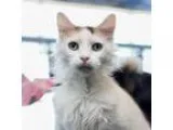 Adopt Banshee a Domestic Long Hair