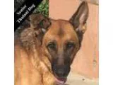 Adopt Willow T. a TanYellowFawn - with Black German Shepherd Dog