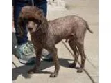 Unknown-Poodle (Miniature) Mix DOG FOR ADOPTION RGADN-299215 - J
