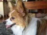 Papillon DOG FOR ADOPTION RGADN-291968 - Rocky click pic for inf