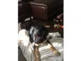 Adopt Max a Black - with Brown Red Golden Orange or Chestnut Gre