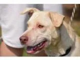 Adopt Garrett Lizman a TanYellowFawn Labrador Retriever  Hound (
