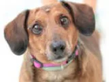 Unknown-Dachshund Mix DOG FOR ADOPTION RGADN-360401 - Sampson - 